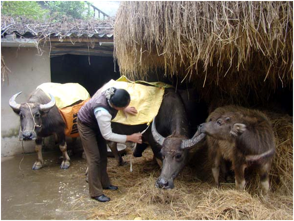 Hướng dẫn cách phòng chống rét cho gia súc, gia cầm, vật nuôi (9/1/2019)